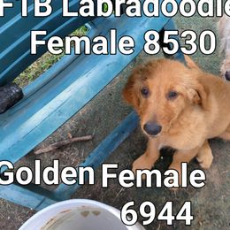 Girl 2 - female Goldendoodle puppy in Athelstane, Wisconsin from Caldron Falls Doodles and Poodles