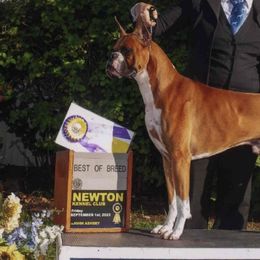 Boxers from Seas The Day