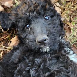 Poodles from Gypsy Moon's Legacy