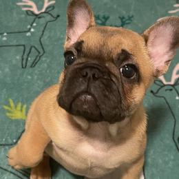 French Bulldogs from Beloved Frenchies