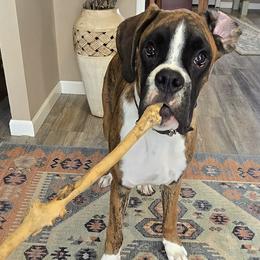 Boxer All Grown Up from Rorschach Boxers