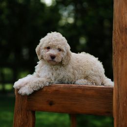 Sebastion - Off-white male Lagotto Romagnolo puppy in Seymour, Missouri from Terra Incognita