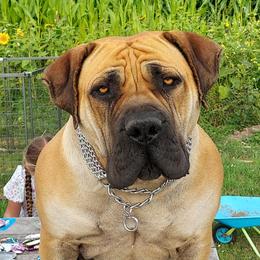 ZUMA - Boerboel
