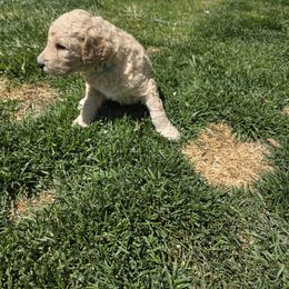 Poodle Puppies from shelby ealey