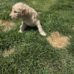 Poodle Puppies from shelby ealey