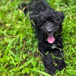 Elara - Black tri-color female Aussiedoodle puppy in Centreville, Mississippi from Trin's Designer Doodles