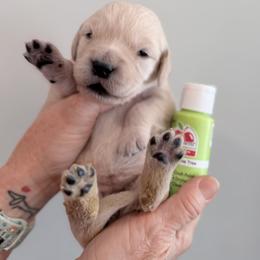 Girl 7 - Lime - Light golden female Golden Retriever puppy in Mc Minnville, Tennessee from Wishaw Whisky Golden Retrievers