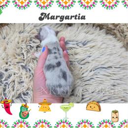 Margarita - Blue merle and white female American Corgi puppy in Mansfield, Ohio from Moonrise corgis