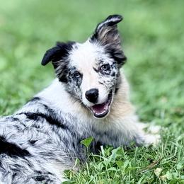 Border Collies from Morning Glory Farm-border collies