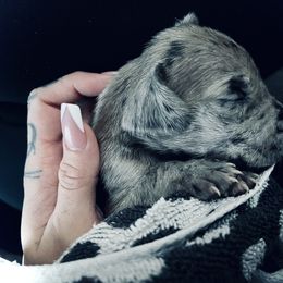 Tootsie - Great Dane puppy in Richmond, Texas from Ashli’s Great Danes