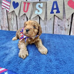Justice (hot pink red collar) - Red female Cavapoo puppy in Modesto, California from Molly n Friends