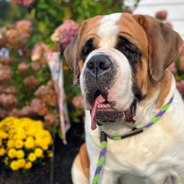 Pixie - Saint Bernard