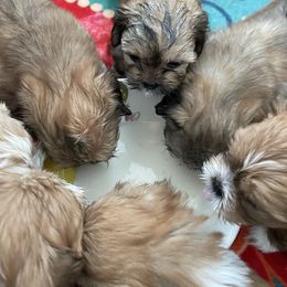 Lhasa Apso Puppies from Karen's Lhasa Apsos
