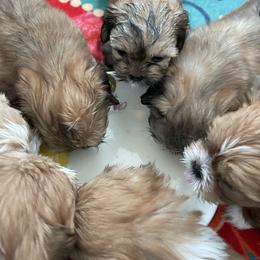 Lhasa Apso Puppies from Karen's Lhasa Apsos