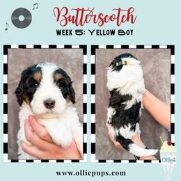 Butterscotch - Tri-color male Bernedoodle puppy in Boiling Springs, South Carolina from OlliePups, LLC