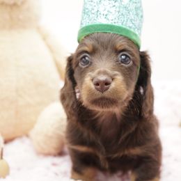 Dachshund Puppies from 30 Acre Woods Dachshunds