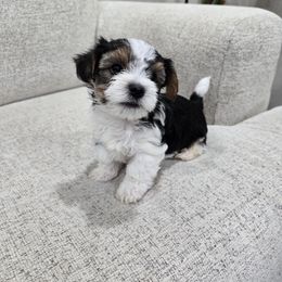 Lincoln Jr - Black tan and white male Biewer Terrier puppy in Annapolis, Maryland from Nala & Co. Biewer Terriers