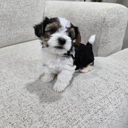 Lincoln Jr - Black tan and white male Biewer Terrier puppy in Annapolis, Maryland from Nala & Co. Biewer Terriers