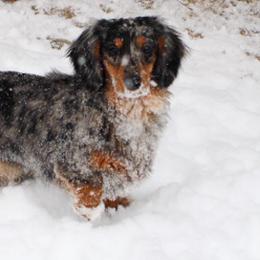 Lily - Dachshund