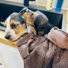 Basset Hound and Dalmatian Puppies from Lazy B Bassets and Dalmatians