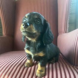 Gunner - Black and tan male Dachshund puppy in Arthur, Illinois from Chupp’s Puppies