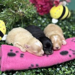 Pomeranian Puppies from Pommiepalace