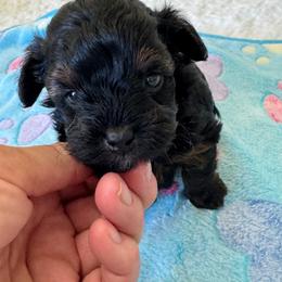 Joel - Tri-color male Yorkipoo puppy in Cedar Springs, Michigan from Pridespoodles