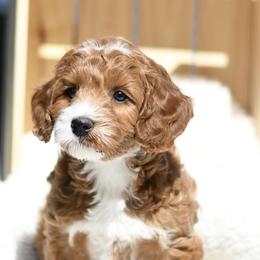 "Available mini Australian Labradoodle Female" Australian Labradoodle Puppies from Snooze and Sniff Labradoodles
