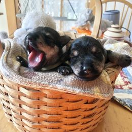 Miniature Schnauzer Puppies from MoonShadows Miniature Schnauzers