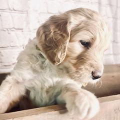 Double Doodle Puppies from North Texas Golden Mountain Doodles