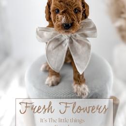 Fresh flowers - Red  female Goldendoodle puppy in Harrodsburg, Kentucky from Firefly Farm Minis