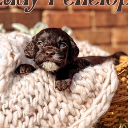 Pink Collar - Lady Penelope - Chocolate female Australian Labradoodle puppy in Decatur, Alabama from Southern Meadows Doodles