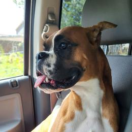 Carmen - Boxer