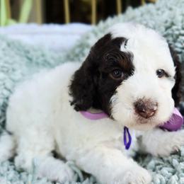 Purple - Brown and white female Aussiedoodle puppy in Georgetown, California from Foothill Aussies