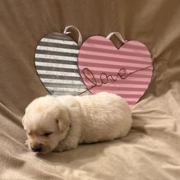 Blue collar - Yellow male Labrador Retriever puppy in Tekonsha, Michigan from Asher Acres Labs