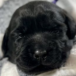 Girl 2 - Labrador Retriever puppy from SoFlo Labradors