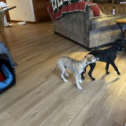Whippet Puppies from Jody Eller's Whippets