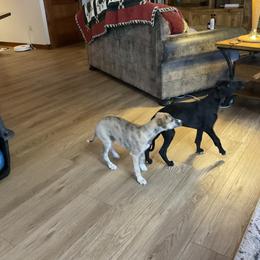 Whippet Puppies from Jody Eller's Whippets