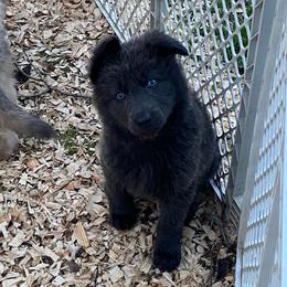 Girl 2 - Blue female German Shepherd puppy in Pelham, North Carolina from P & P Shepherds