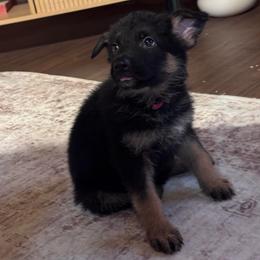 Granite - Bi-color female German Shepherd puppy in Beryl, Utah from Von Den Mächtigen Kennels
