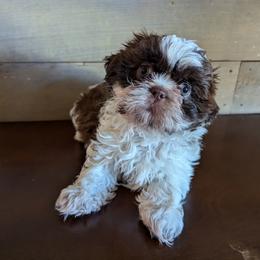 Shih Tzu Puppies from Morgan's Shih Tzus