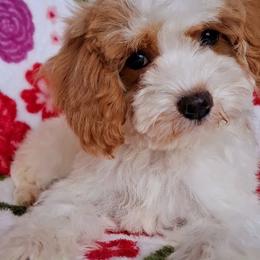 Delilah - Parti female Maltipoo puppy in Crestview, Florida from Little Cupcakes and Little Pumpkins Maltipoos