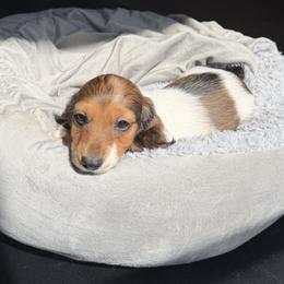 Romeo - AKC - Piebald male Dachshund puppy in Englewood, Florida from Dach of Doxies
