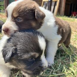 Aussiedoodle, Australian Shepherd, and Poodle Puppies from Big Mama’s Beauties