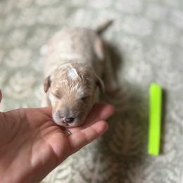 Joe - Cream male Goldendoodle puppy in Hamilton, Alabama from Sweet Doodles of Alabama