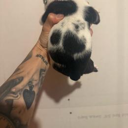 Sierra - Red brindle and white female Bulldog puppy in Topeka, Kansas from Midwest Monster Made Bulldogs