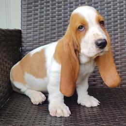 Terry - Red and white male Basset Hound puppy in Newton Grove, North Carolina from MGA Basset Hound