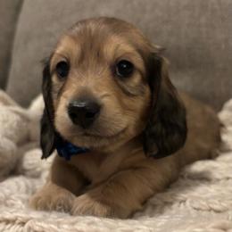 Jagger - Cream male Dachshund puppy in Mesa, Arizona from Ruby Desert Doxies