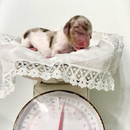 Maple - Dapple female Dachshund puppy in Gentry, Arkansas from Sweet As Pie Doxies