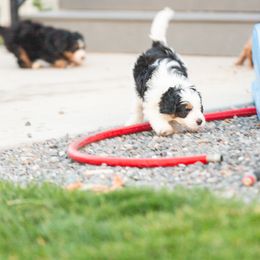 Bernedoodle and Goldendoodle Puppies from Sunnydoodle Utah